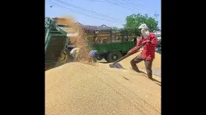 Punjab closes wheat procurement after buying 123 lakh tonnes