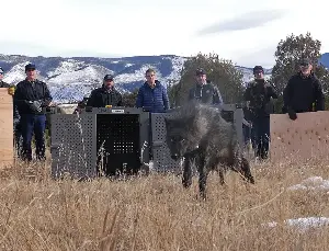 On the front lines of Colorado’s wolf reintroduction, a range rider aims to keep the peace