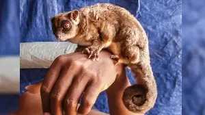 Marsupials Found Alive in Papua After 6,000-Year Extinction