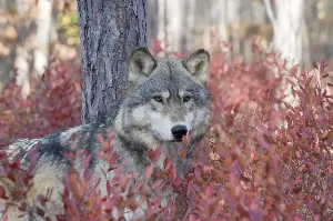 Wolves are Minnesota’s most unlikely — and surprisingly effective — blueberry gardeners