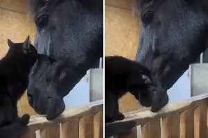 Unlikely Friendship Between Cat and Horse Melts Hearts