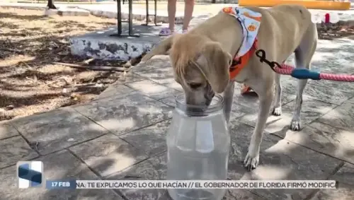 Perro tuvo un bote de Mayonesa en la cabeza