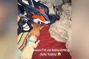 Goldendoodle Dropping Her Puppies Off at ‘Grandma’s’ Melts Hearts