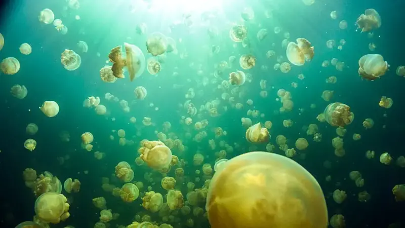 Jellyfish Lake in Palau