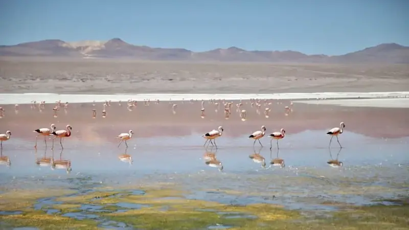 Andean flamingos walk along Laguna Colorada, Bolivia
