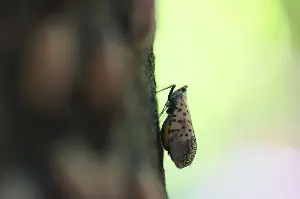 Are spotted lanternflies on the decline in Maryland? Scientists can’t agree.