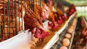 The challenges of workers in India’s poultry sector