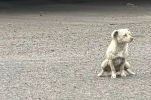 Small dog challenges experienced rescuer: "One of those rescues that broke me"