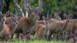Invasive deer threaten New Caledonia's ecology