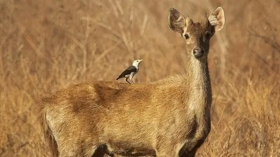 The deer arrived as a gift and ended up threatening native plants.