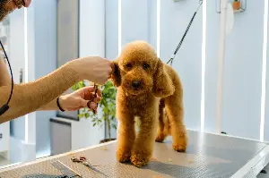 Groomer Reveals the Small Detail That Proves a Dog Is Loved