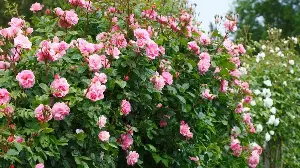 How to Water Roses in a Heatwave – Keep Them Hydrated to Prevent Wilting and Damage this Summer