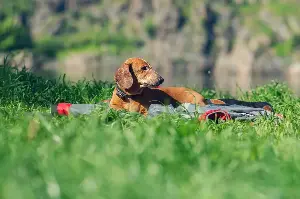 Hysterics at How Owner Catches Dachshund Working on Her Tan: ‘Just a Girl’