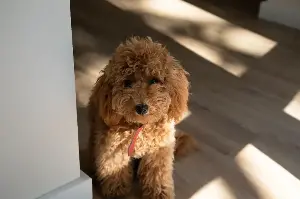 Why Goldendoodle Wakes at 6 a.m. To Wait at Bedroom Door Melts Hearts