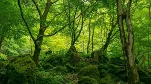 For project in Maharashtra's Gadchiroli, trees set to be planted 1,000 km away — on already forested land