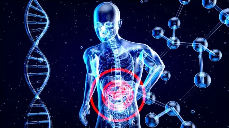 The liver works much more effectively during the day while processing glucose and fats. 
