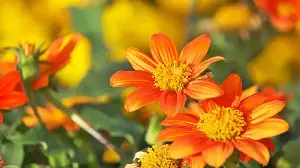 The 1 Resilient Yet Beautiful Flower That Can Make A Heat-Damaged Garden Look Good Again By Fall