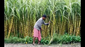 How sugarcane lends its sweetness to verse