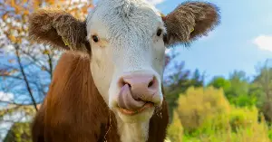 Cows can use tools flexibly.