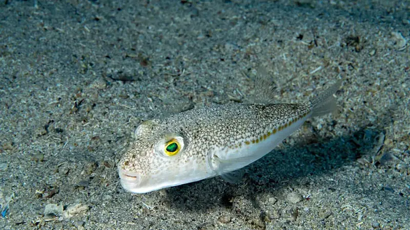 A pufferfish spotted in waters off Antalya
