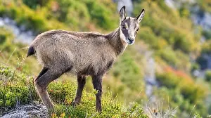Chamois impact on New Zealand flora