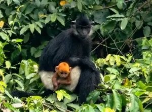 The white-buttocked langur faces the risk of species decline.
