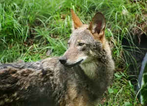 NCDOT plans safe crossings for endangered red wolves and lots of other animals