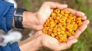 Hisalu From Uttarakhand: Taste And Traditional Ways To Eat It