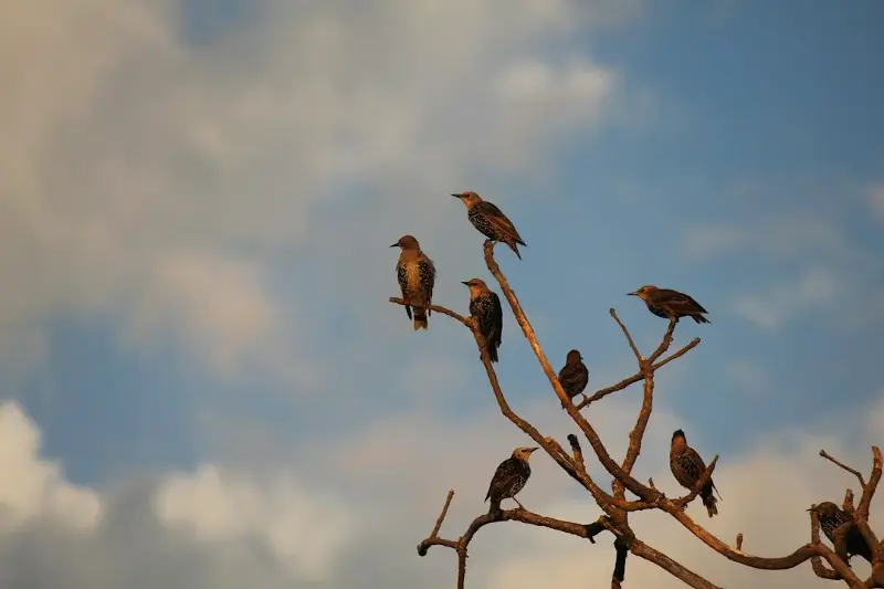 Kent Island became a bird sanctuary in 1936 when J. Sterling Rockefeller transferred ownership to Bowdoin College for one dollar. The island serves as an important site for scientific research, despite ongoing challenges from climate change and overfishing impacting avian populations.
