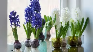 What Your Hyacinths Need in March to Make Them Bloom Again (And Again)
