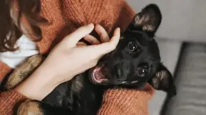 Do you have a pet dog? Heart surgeon with 25 years of experience shares 8 health benefits of caring for pets