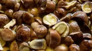 What is Rugda mushroom? Meet East India's ‘vegetarian’ mutton that can't be farmed and sells for up to ₹3,000 a kg