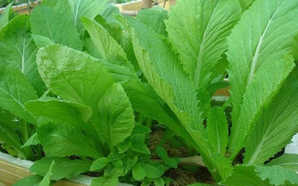 Health benefits of mustard greens - Photo 2. Cải canh: Cây rau, vị thuốc chữa ho tiêu độc