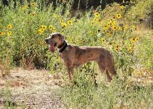 Rescue Great Dane Who ‘Never Got To Be a Puppy,’ Finally Learns How To Play