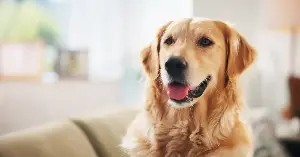 Golden Retriever’s ‘Emotional’ Fears Have Everyone Losing It: ‘Valid’