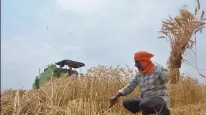 Guest Column| Beyond the grain: Punjab needs new Green Revolution