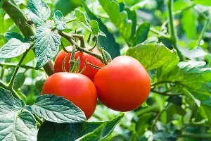 Interesting facts about the origin of the tomato plant.