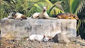 PMC identifies 40 feeding points for stray dogs after AI survey