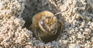 Solitary mining bees thrive underground.