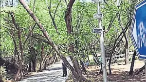 Delhi’s roadside trees are cooling roads but failing carbon goals: JNU study
