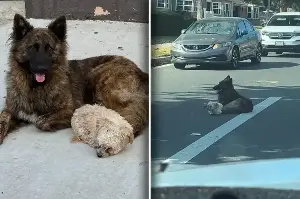 Dogs lie down in the middle of a busy road – when rescuers learn more, their hearts ache