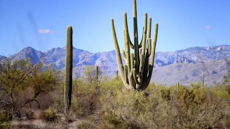 Saguaro National Park near Tucson, Arizona