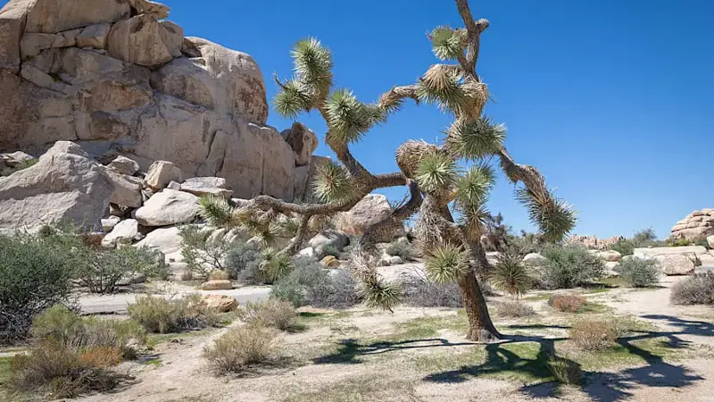 Joshua Tree National Park