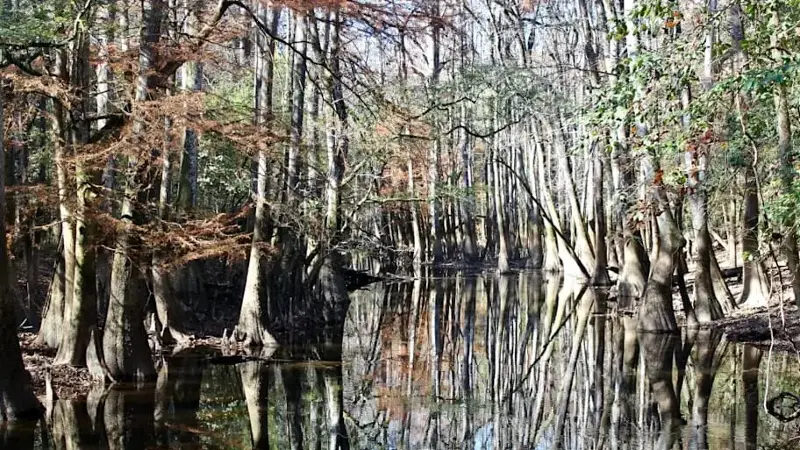 Swamp, Congaree National Park, South Carolina