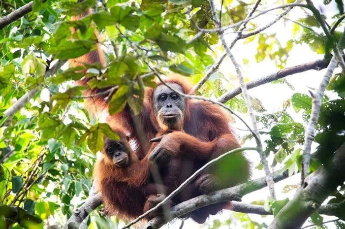 One of the rarest animals on the planet, with only about 800 individuals left in the whole world - Photo 2.