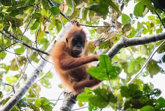 One of the rarest animals on the planet, with only about 800 individuals left in the whole world - Photo 3.