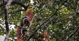 This is one of the rarest animals on the planet, with only about 800 individuals remaining worldwide.