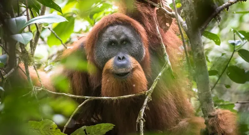 One of the rarest animals on the planet, with only about 800 individuals left in the whole world - Photo 1.