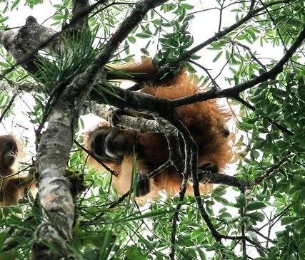 One of the rarest animals on the planet, with only about 800 individuals left in the whole world - Photo 4.