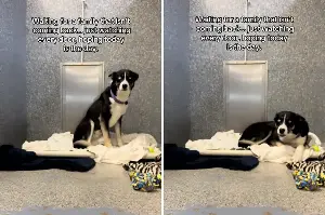 Tears As Husky Mix Waits 170 Days in Shelter for Family Who Left Her Behind